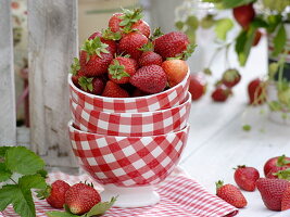 Freshly harvested strawberries and strawberry plants in pots