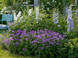 Blue and white perennial border