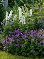 Blue and white perennial border