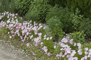 Oenothera speciosa 'Siskiyou' (Pink Evening Primrose), flowering June-September