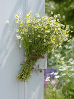 Bouquet of camomile (Matricaria chamomilla)