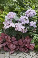 Hydrangea 'You and Me Forever' (Hortensie)