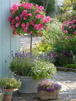 Rose 'Heath dream' on stem underplanted with lavender