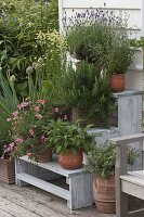 Plant stairs with herbs