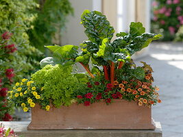 Terracottakasten mit Gemüse und Blumen