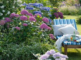 Semi-shade border: Hydrangea macrophylla (hydrangea), Vinca major