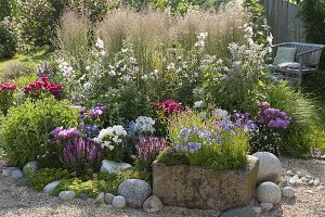 Lavatera thuringiaca 'Barnsley' (Malve), Calamagrostis acutiflora 'Overdam'