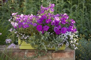 Petunia (Petunien), Helichrysum petiolare 'Silver Mini' (Strukturpflanze)