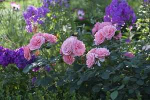 Rosa 'Royal Bonica' (Beetrose) mit stark gefüllten Blüten