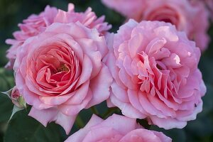 Rosa 'Royal Bonica' (Beetrose) mit stark gefüllten Blüten