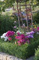 Godetia grandiflora (Summer azalea, Atlas flower)