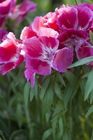 Godetia grandiflora (Sommerazalee, Atlasblume)