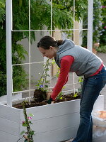 Box with homemade trellis aid made of rope