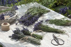 Prepare lavender bouquets for drying