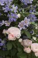 Rose 'Clair', Clematis 'Juuli', 'Piilu'