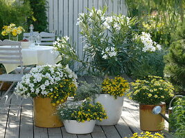 White-yellow terrace with oleander