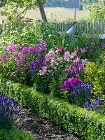 Blau - rosa - lila - pinkes -Duftbeet im Bauerngarten