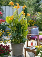 Canna indica (Indisches Blumenrohr) mit gelb panaschierten Blättern