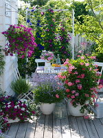 Pelargonium peltatum 'Ville de Paris' (Hängegeranie) als Pyramide gezogen