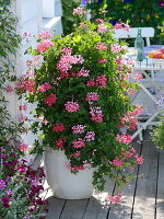 Pelargonium peltatum 'Ville de Paris' (Hängegeranie) als Pyramide gezogen