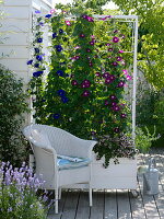 Box with homemade trellis aid made of rope