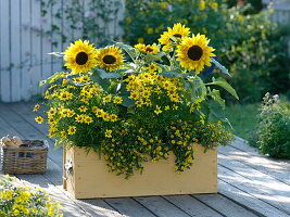 Gelber Kasten mit Helianthus (Sonnenblumen), Coreopsis 'Gold Nugget'