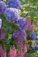 Hydrangea macrophylla 'Côte d'Azur' (Hydrangea)'