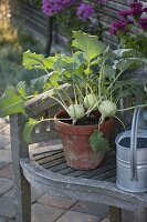 Kohlrabi (Brassica oleracea var. gongylodes) in Tontopf