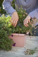 Frau schneidet Argyranthemum (Margerite) im Balkonkasten zurück