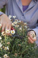 Woman cuts back Argyranthemum (Marguerite)