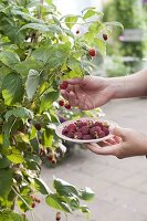 Picking raspberries (Rubus)