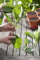 Hydrangeas cutting propagation