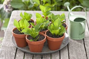 Hydrangeas cutting propagation