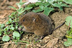 Schermaus or big vole