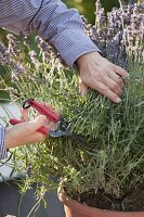 Nach der Blüte wird Lavendel (Lavandula) kräftig zurückgeschnitten