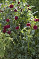 Bauerngarten mit Dahlia 'Black Diamond' (Balldahlien), Amaranthus