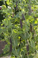 Nasturtium 'Blauschokkers' (Pisum sativum) climbing on chicken wire