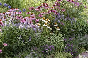 Agastache foeniculum (Anisysop, Duftnessel), Echinacea purpurea