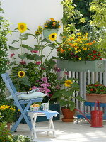Sommerblumen - Balkon mit gelb-rotem Aussaat-Kasten