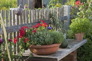 Thyme (Thymus vulgaris), lemon thyme (Thymus citriodorus)