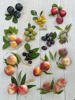 Stone fruit (Prunus) tableau with botanical labelling