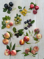 Stone fruit (Prunus) tableau with German labelling