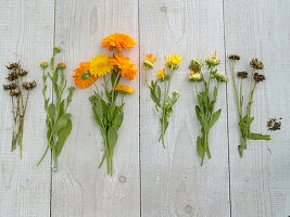 Ringelblumen Jahreslauf - Tableau