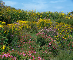 Autumn garden with asters, Rudbeckia