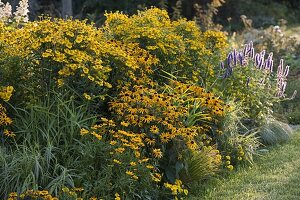 Yellow late summer flower bed