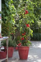 Tomato 'Hildares' (Lycopersicon) from Flora Frey