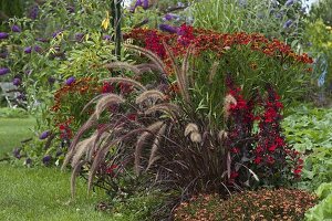 Rotes Spätsommerbeet: Helenium 'Rubinzwerg' (Sonnenbraut), Pennisetum