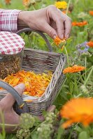 Pluck petals of Calendula (marigolds) for drying