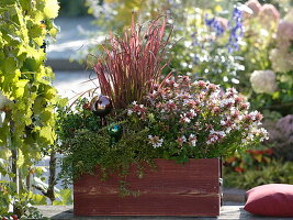 Roter Kasten mit Imperata cylindrica 'Red Baron' (Japanischem Rotgras)