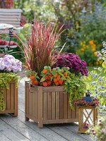 Autumn plant box, Imperata cylindrica 'Red Baron'